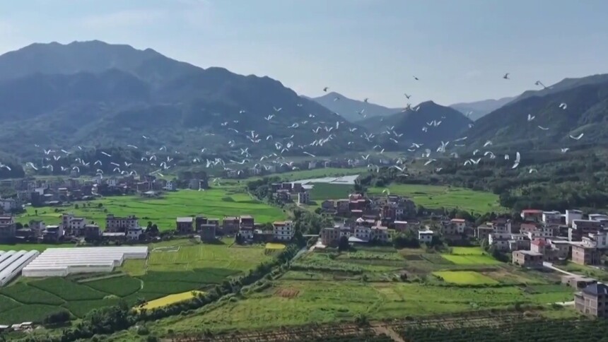 蓝山：为候鸟关灯让路 守护“千年鸟道”